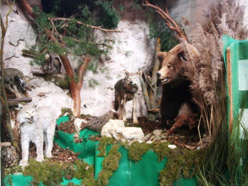 tl_files/02 Bayern/07 Bildberichte/Krumme Schnaebel-Scharfe Krallen/Baer, Wolf, Luchs und Wildkatze.jpg